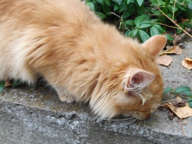 Kırmızı kedi yeşil çimlerin üzerinde dinleniyor