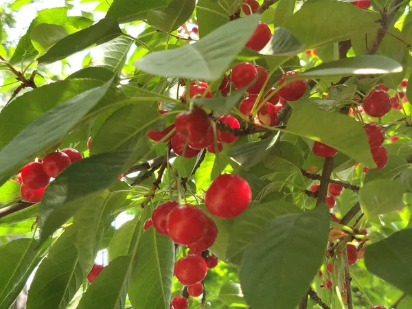 Cerise Rouge Mûre Sur Une Branche Aux Feuilles Vertes — Photo