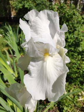 Yaz başında güzel bir zambak çiçeğinin yakın çekimi. 