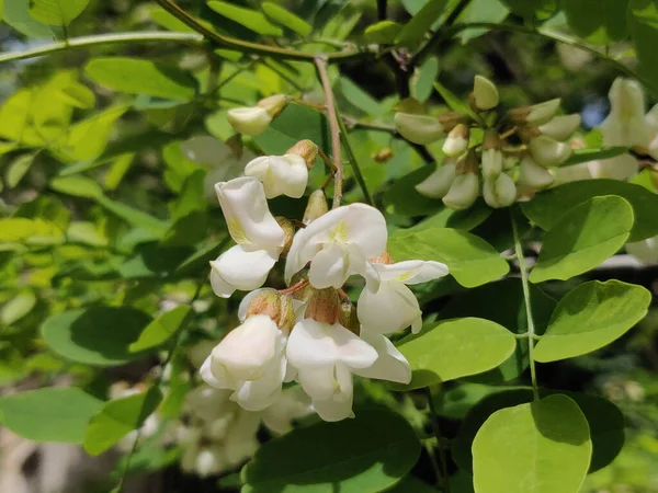 Fiori Acacia Bianca Acacia Primo Piano — Foto Stock