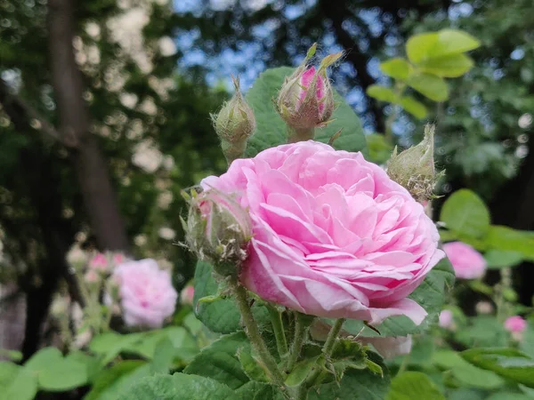 Foto Van Een Bloeiende Roze Roos Een Tuin — Stockfoto