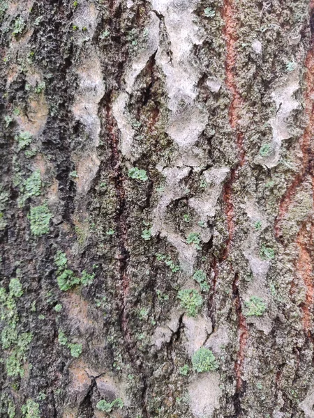 Corteza Texturizada Árbol Textura Madera —  Fotos de Stock