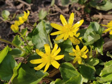 Ranunculus acris (çayır çiçeği, uzun düğün çiçeği, yaygın düğün çiçeği, dev düğün çiçeği) güzel sarı çiçek