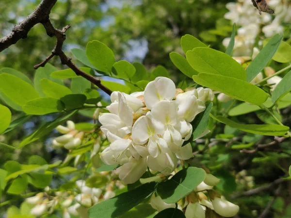 Fiori Acacia Bianca Acacia Primo Piano — Foto Stock