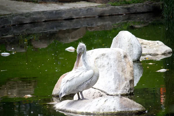 Pelikanvogel Sommertag Wildvogel — Stockfoto