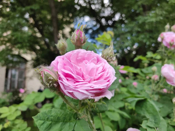庭に咲くピンクのバラの写真 — ストック写真