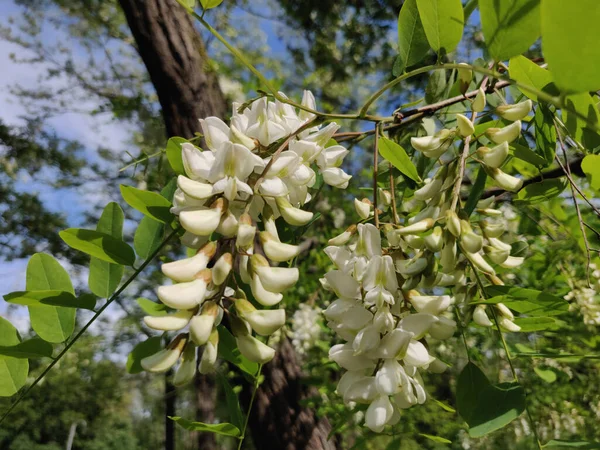 Fiori Acacia Bianca Acacia Primo Piano — Foto Stock