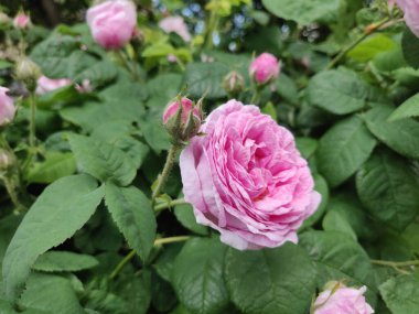 Bahçede açan pembe bir gülün fotoğrafı.