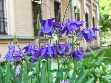 Aquilegia çiçekleri yazın bahçede yetişir.
