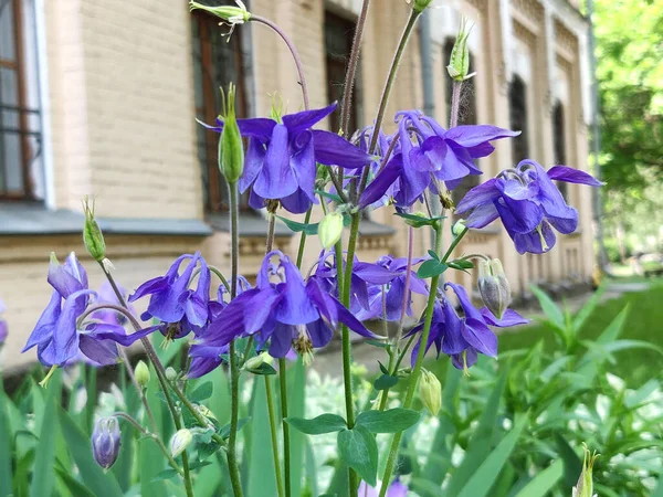 Aquilegia Fleurs Poussent Dans Jardin Été — Photo