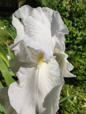 Yaz başında güzel bir zambak çiçeğinin yakın çekimi. 