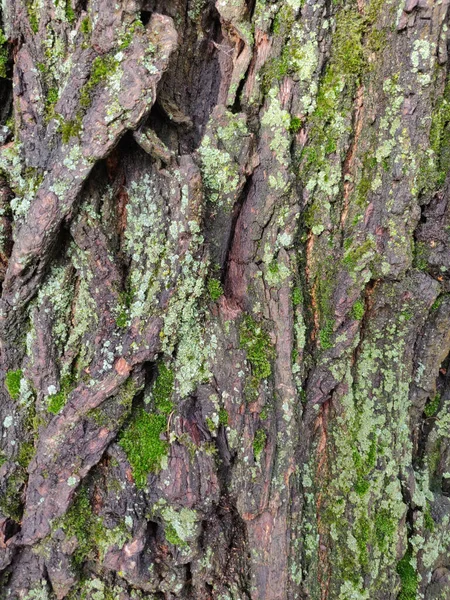 Strukturovaná Kůra Stromu Dřevěná Textura — Stock fotografie