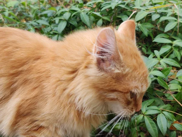 赤い猫が緑の芝生の上で休んでいる — ストック写真