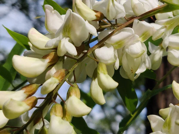White acacia blossoms of acacia tree, close-up