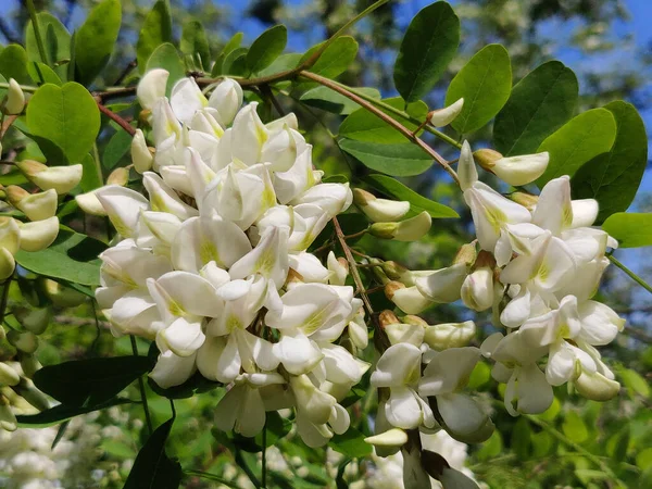 White acacia blossoms of acacia tree, close-up