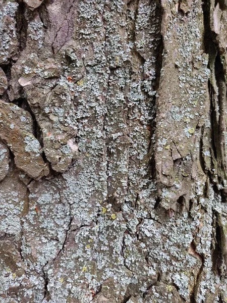 Strukturovaná Kůra Stromu Dřevěná Textura — Stock fotografie