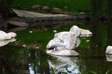Yaz gününde pelikan kuşu. Vahşi kuş.