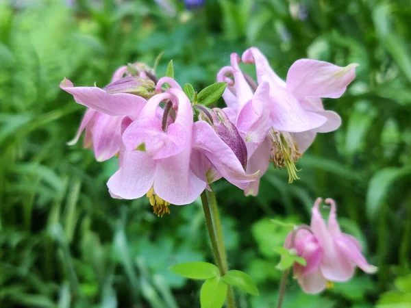 Aquilegia Květiny Rostou Zahradě Létě — Stock fotografie