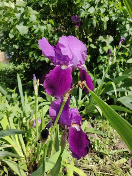 Närbild Vacker Iris Blommor Början Sommaren — Stockfoto