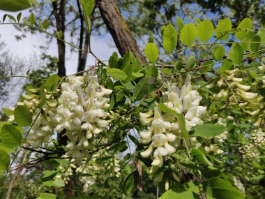 Akasya ağacının beyaz akasya çiçekleri, yakın plan.