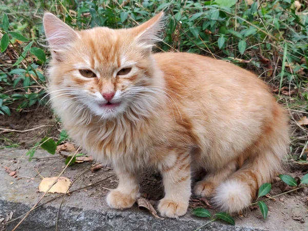 赤い猫が緑の芝生の上で休んでいる — ストック写真