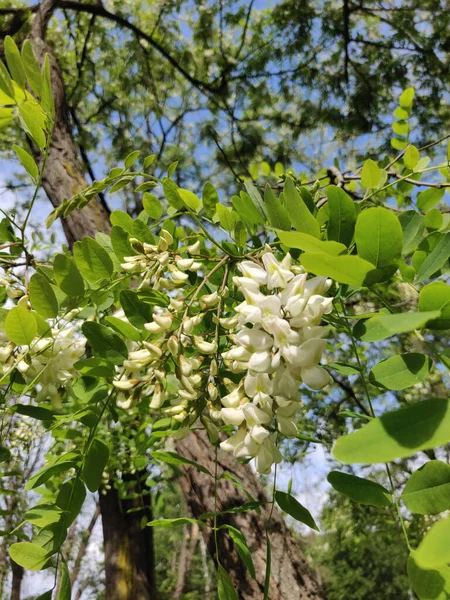 White acacia blossoms of acacia tree, close-up