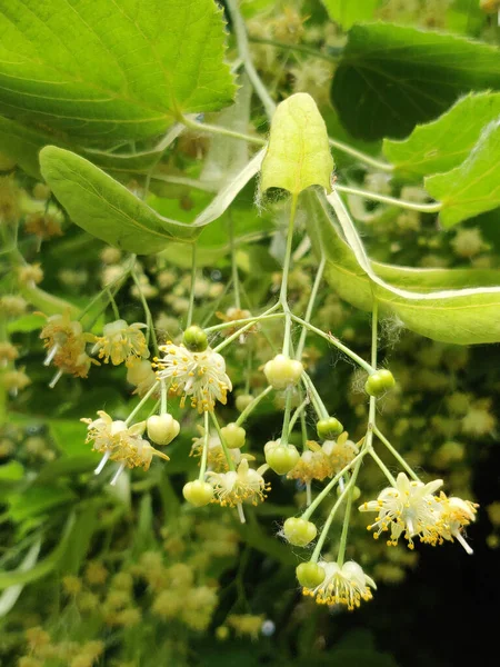 Fiori Tiglio Che Fioriscono Albero Estate — Foto Stock