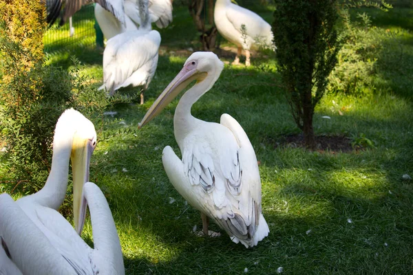 Pelican Vogel Zomerdag Wilde Vogel — Stockfoto