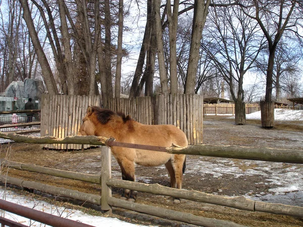 Przewalski Άγριο Άλογο Άλογο Przewalski Του Equus Przewalskii Dzungarian Άλογο — Φωτογραφία Αρχείου