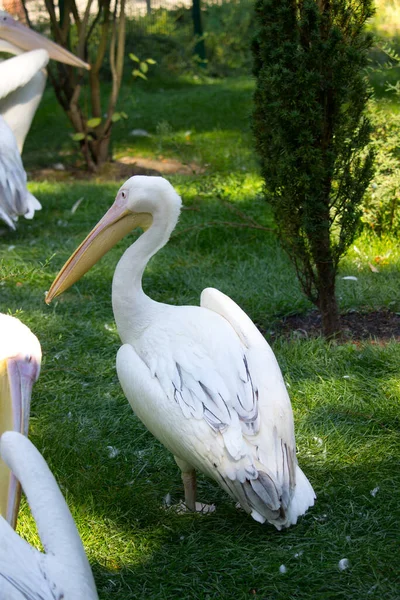 Pássaro Pelicano Dia Verão Aves Selvagens — Fotografia de Stock