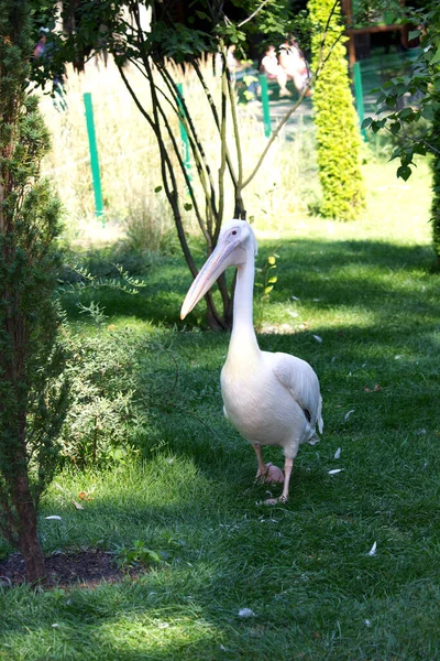 Pelikán Madár Nyári Napon Vadmadár — Stock Fotó