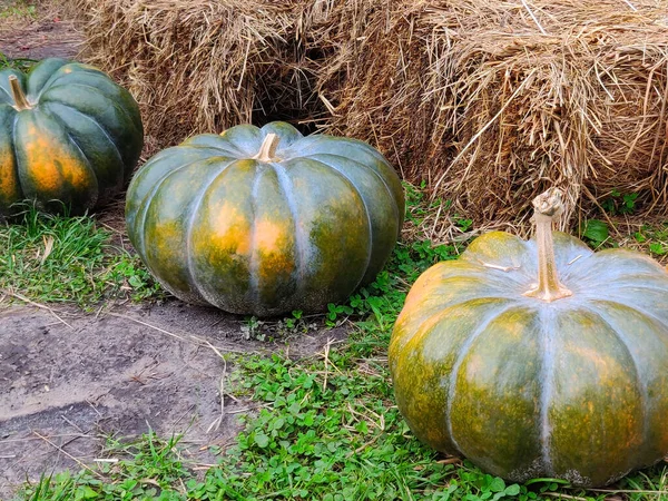 Ripe Pumpkins Ground Autumn Park — Stock Photo, Image