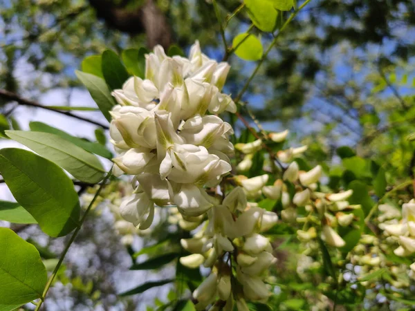 Fiori Acacia Bianca Acacia Primo Piano — Foto Stock