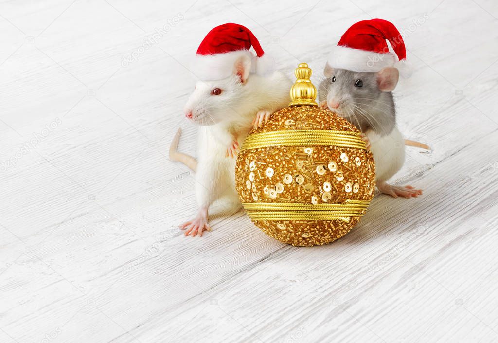 Rats with Gold Christmas ball, New Year Animals in Xmas Red Hats