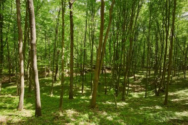 Yaz aylarında meşe ve kayın ormanın ısmarlayarak