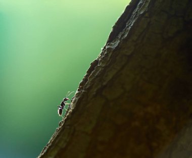 single ant climbing on tree bark on blurred green background clipart