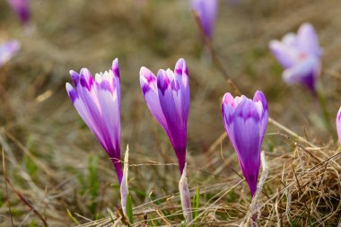 Çayır mor bitkisi çiçeği ile manzara