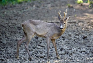 roebuck dikkatli civarında orman kenarında otlatma arıyorsunuz