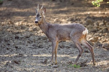 roebuck dikkatli civarında orman kenarında otlatma arıyorsunuz