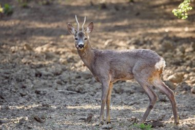 roebuck dikkatli civarında orman kenarında otlatma arıyorsunuz