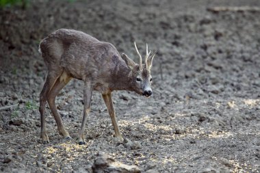 roebuck dikkatli civarında orman kenarında otlatma arıyorsunuz