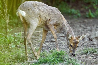 şirin orman kenarında otlayan karaca