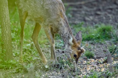 şirin orman kenarında otlayan karaca