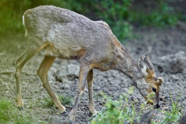 şirin orman kenarında otlayan karaca