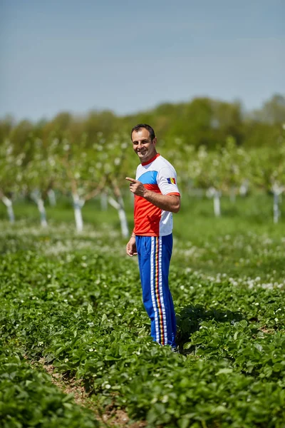 Glad Mogen Bonde Checkar Strawberry Plantation Solig Dag — Stockfoto