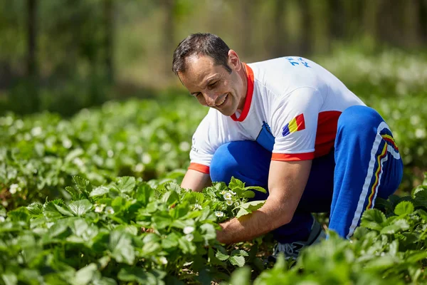 Feliz Granjero Maduro Comprobando Plantación Fresas Día Soleado —  Fotos de Stock