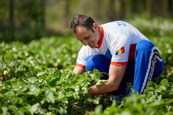 Agricultor Maduro Feliz Verificando Plantação Morango Dia Ensolarado — Fotografia de Stock