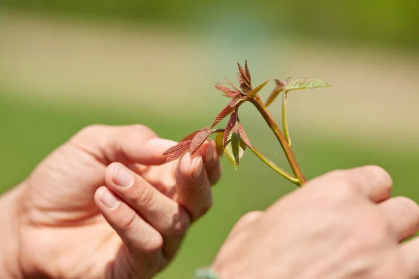 若いクルミの木の新芽を保持している男性の手クローズ アップ — ストック写真