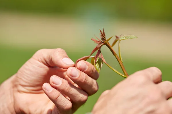 Male Hands Holding Sprout Young Walnut Tree Close — Stock Photo, Image