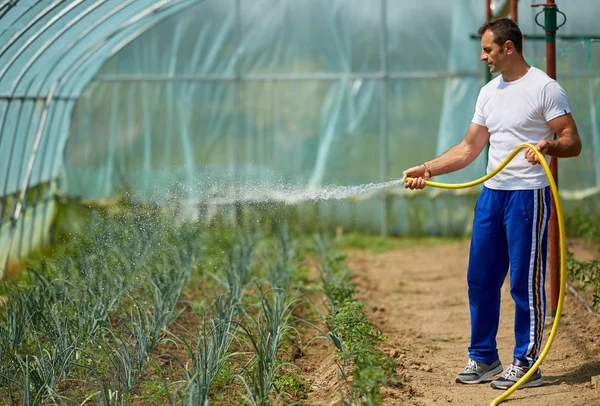 ハンサムな農家の温室で植物に水をまく — ストック写真